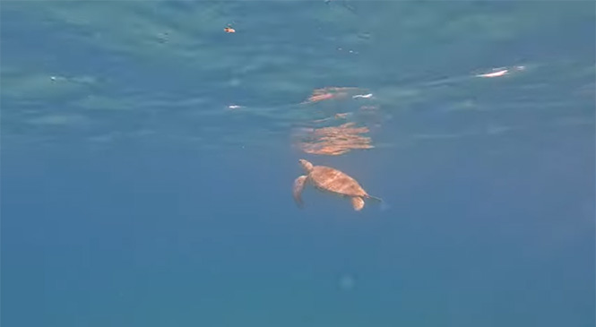 Video still of a turtle underwater